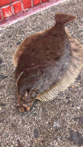 カレイの釣果