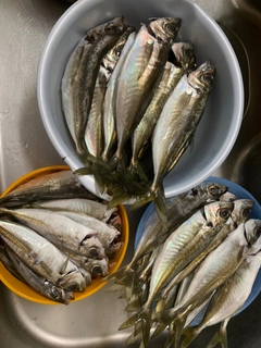 アジの釣果