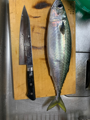 サバの釣果