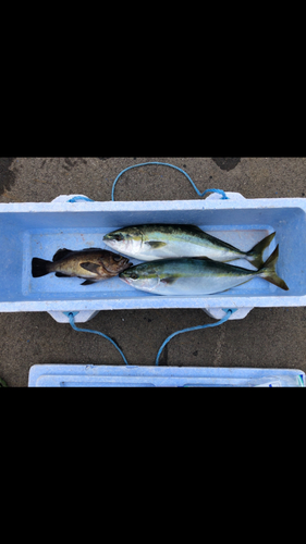 ハマチの釣果