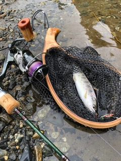 ヤマメの釣果