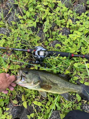 ブラックバスの釣果