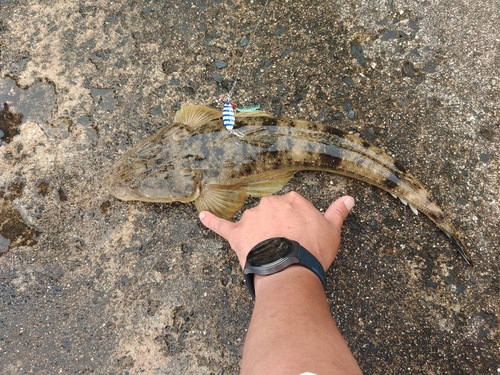 マゴチの釣果