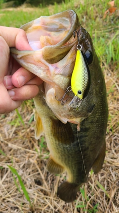 ラージマウスバスの釣果