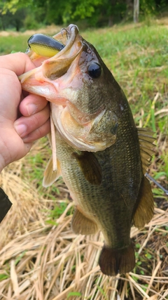 ラージマウスバスの釣果