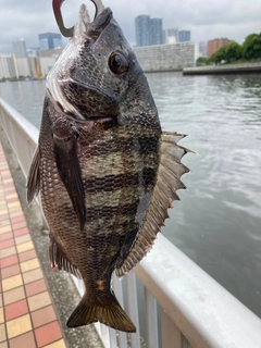 チヌの釣果