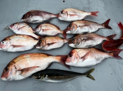 マダイの釣果