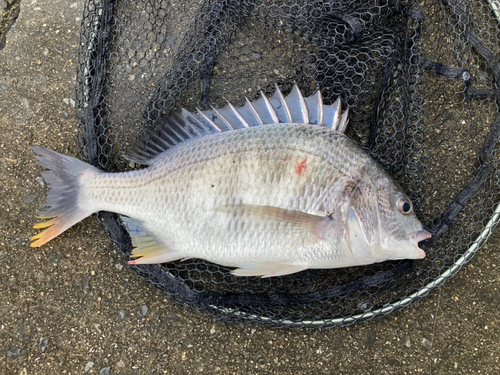 キビレの釣果