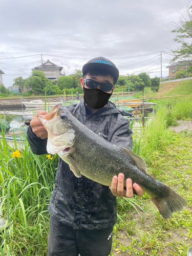 ブラックバスの釣果