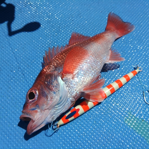 アカムツの釣果