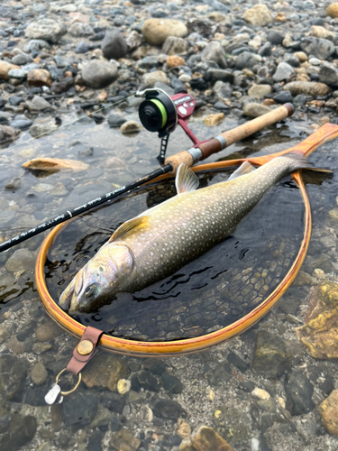 ニッコウイワナの釣果