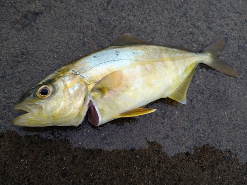 ショゴの釣果