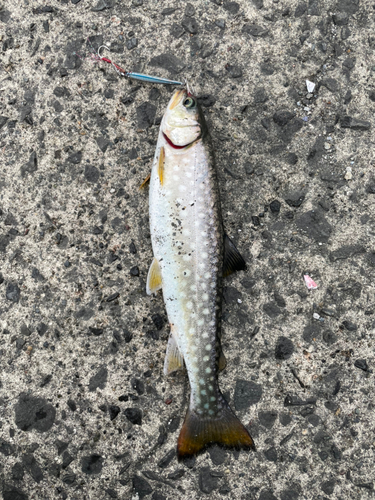 アメマスの釣果