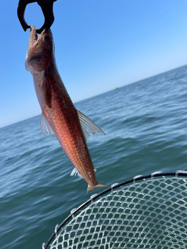 エソの釣果