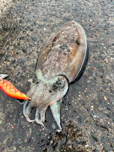 コウイカの釣果