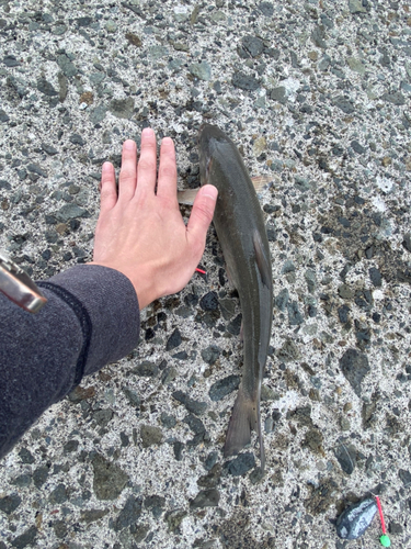 ウグイの釣果