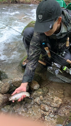 イワナの釣果