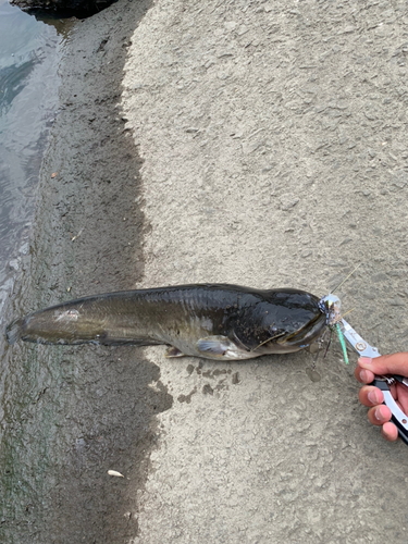 ナマズの釣果