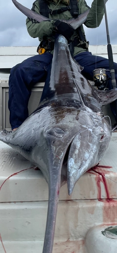 カジキの釣果