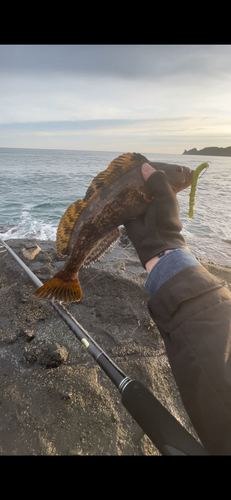 アイナメの釣果