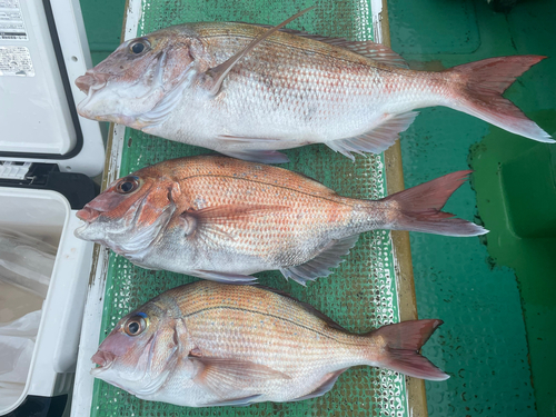 マダイの釣果