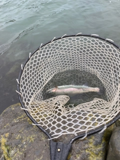 レインボートラウトの釣果