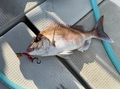 マダイの釣果