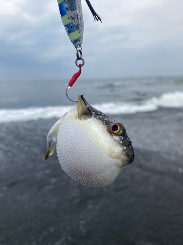 コノシロの釣果