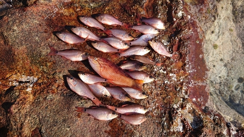 ネンブツダイの釣果