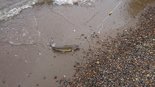 アメリカナマズの釣果