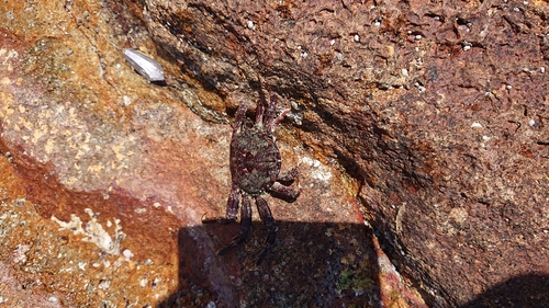 カニの釣果