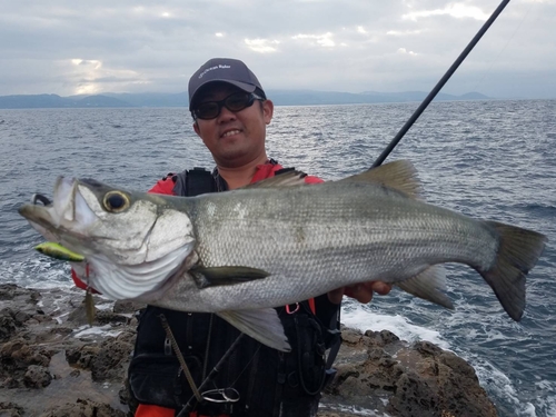 ヒラスズキの釣果