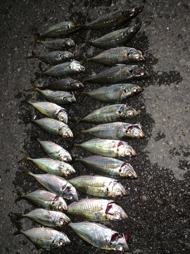 アジの釣果