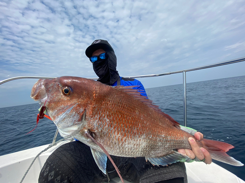 マダイの釣果