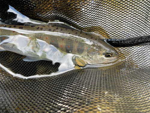 アマゴの釣果