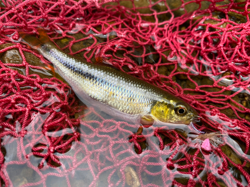 カワムツの釣果