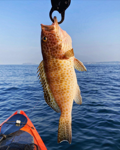 オオモンハタの釣果