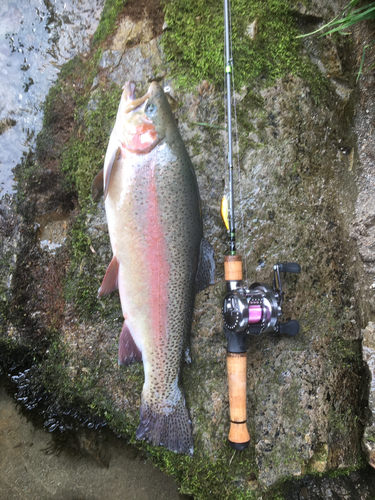 ニジマスの釣果