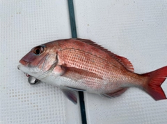 マダイの釣果