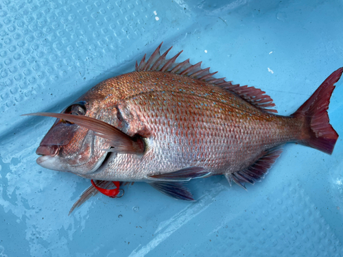 マダイの釣果