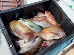 マダイの釣果