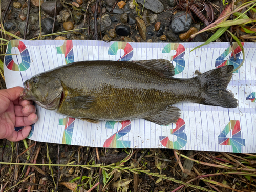 スモールマウスバスの釣果