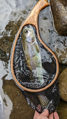 ニジマスの釣果