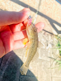 マハゼの釣果