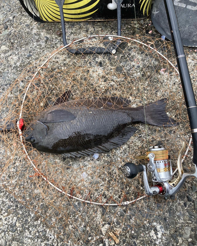 メジナの釣果