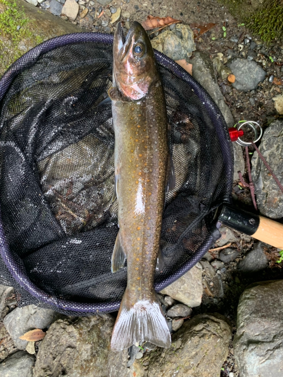 🐟ミキの源流記録🐟 さんの 2022年05月31日のイワナの釣り・釣果情報