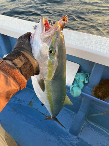 ワラサの釣果