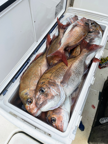 マダイの釣果