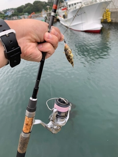 アナハゼの釣果