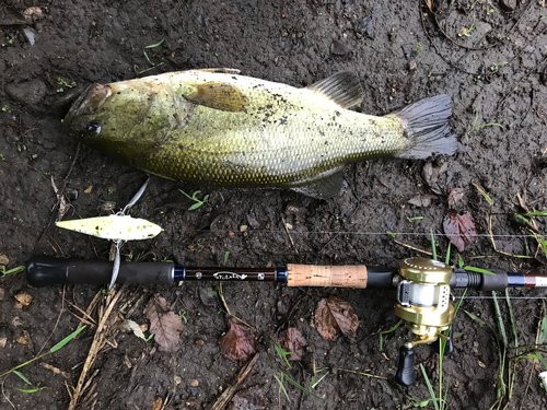 ラージマウスバスの釣果